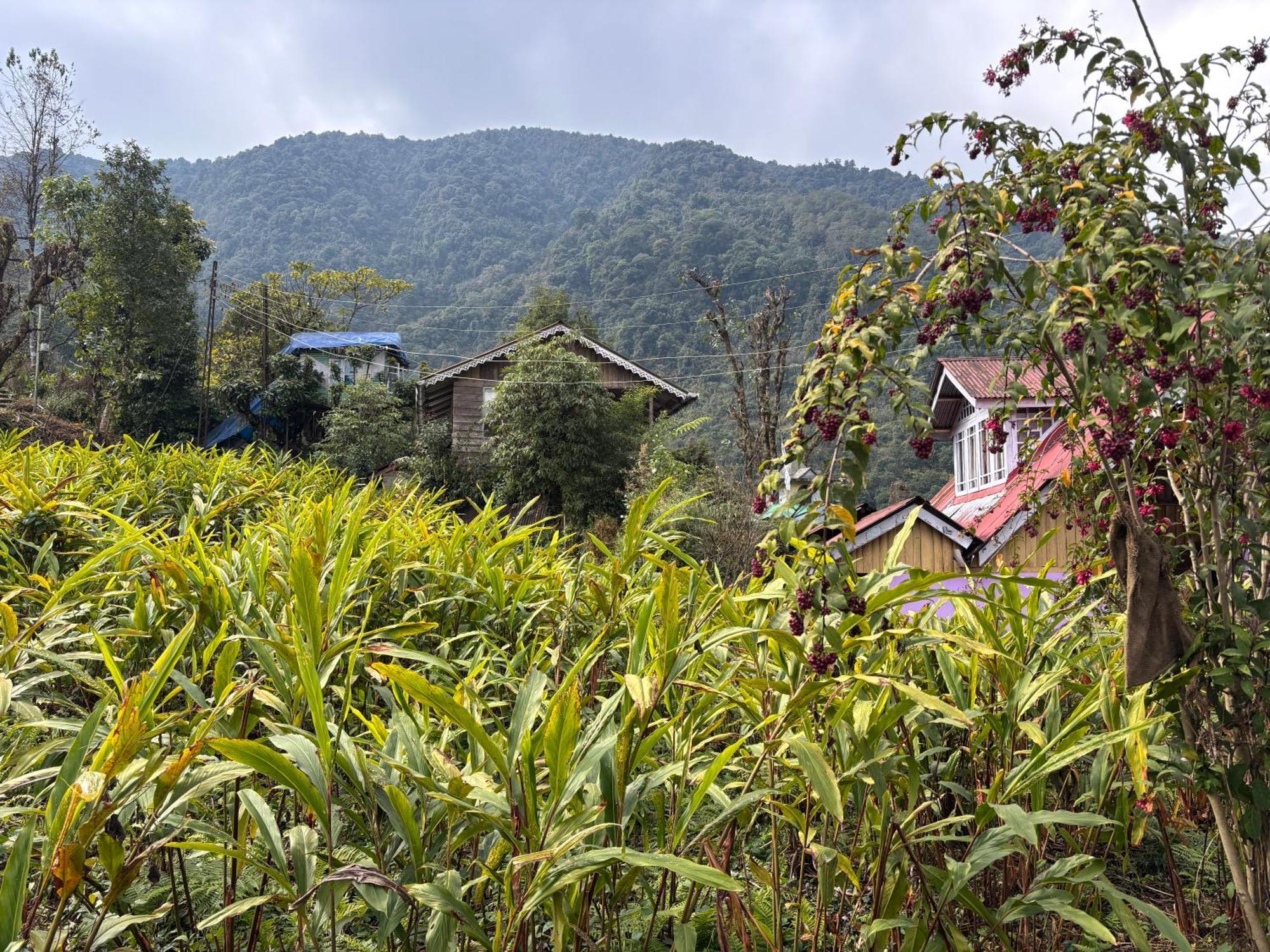 Odyssey'S Darap Eco Retreat Daire Pelling Dış mekan fotoğraf